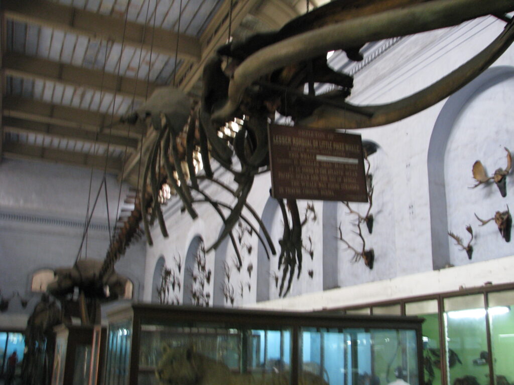 Indian Museum, Kolkata
